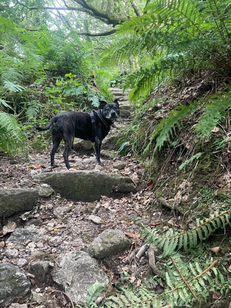 Zoe's dog Woods, a black staffy cross, looking happy on a woodland walk on Dartmoor